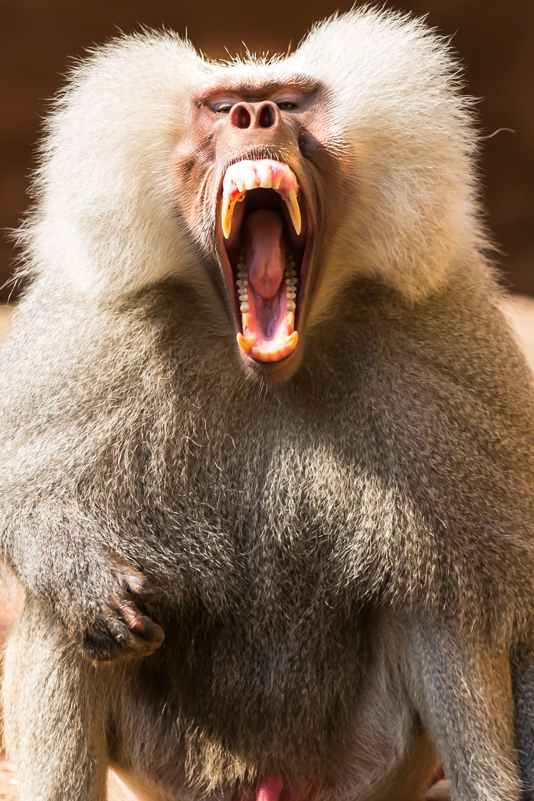 Yawning Baboon