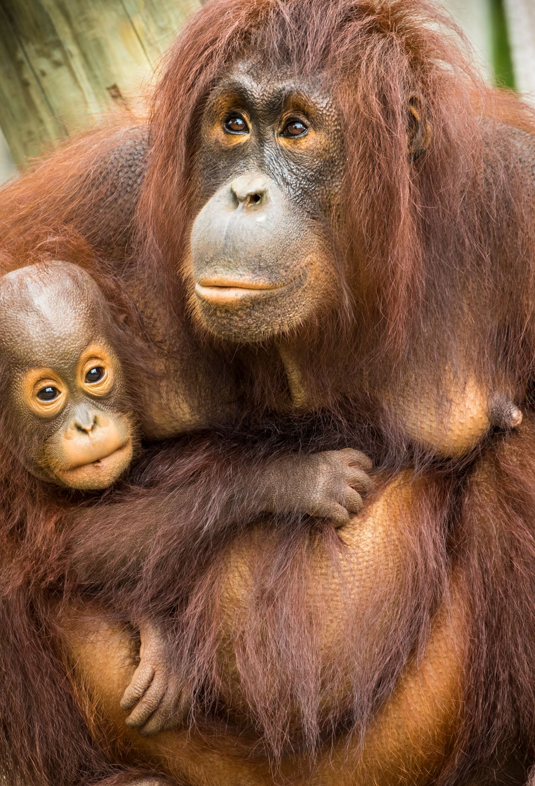 Orangutan With Baby