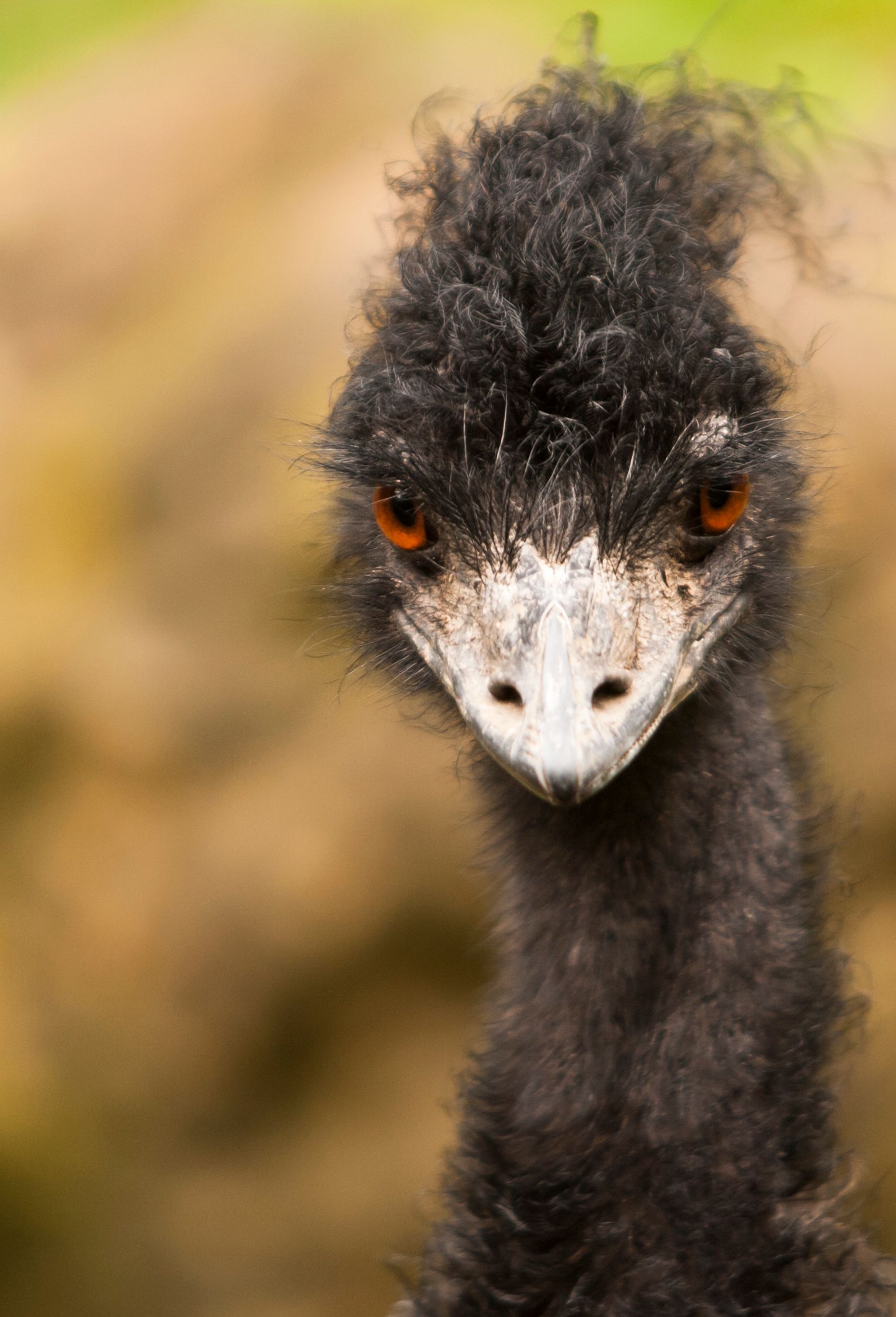 Emu