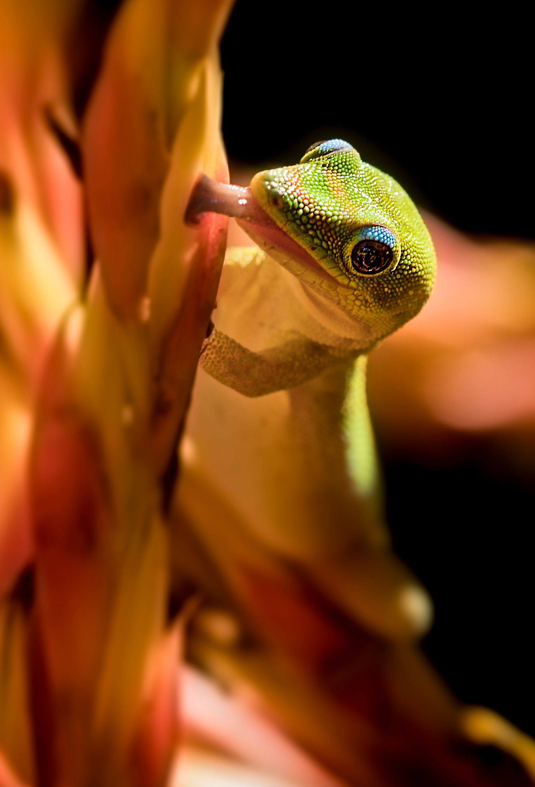 Gecko, Honolulu