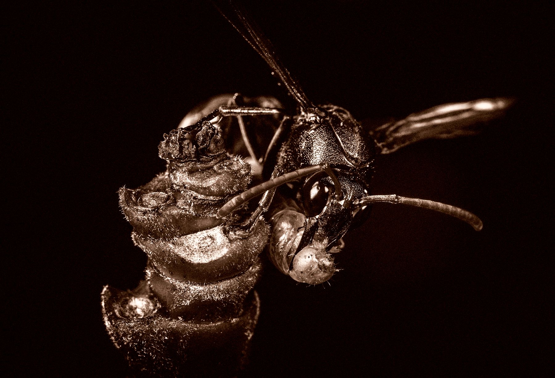 Wasp With Worm