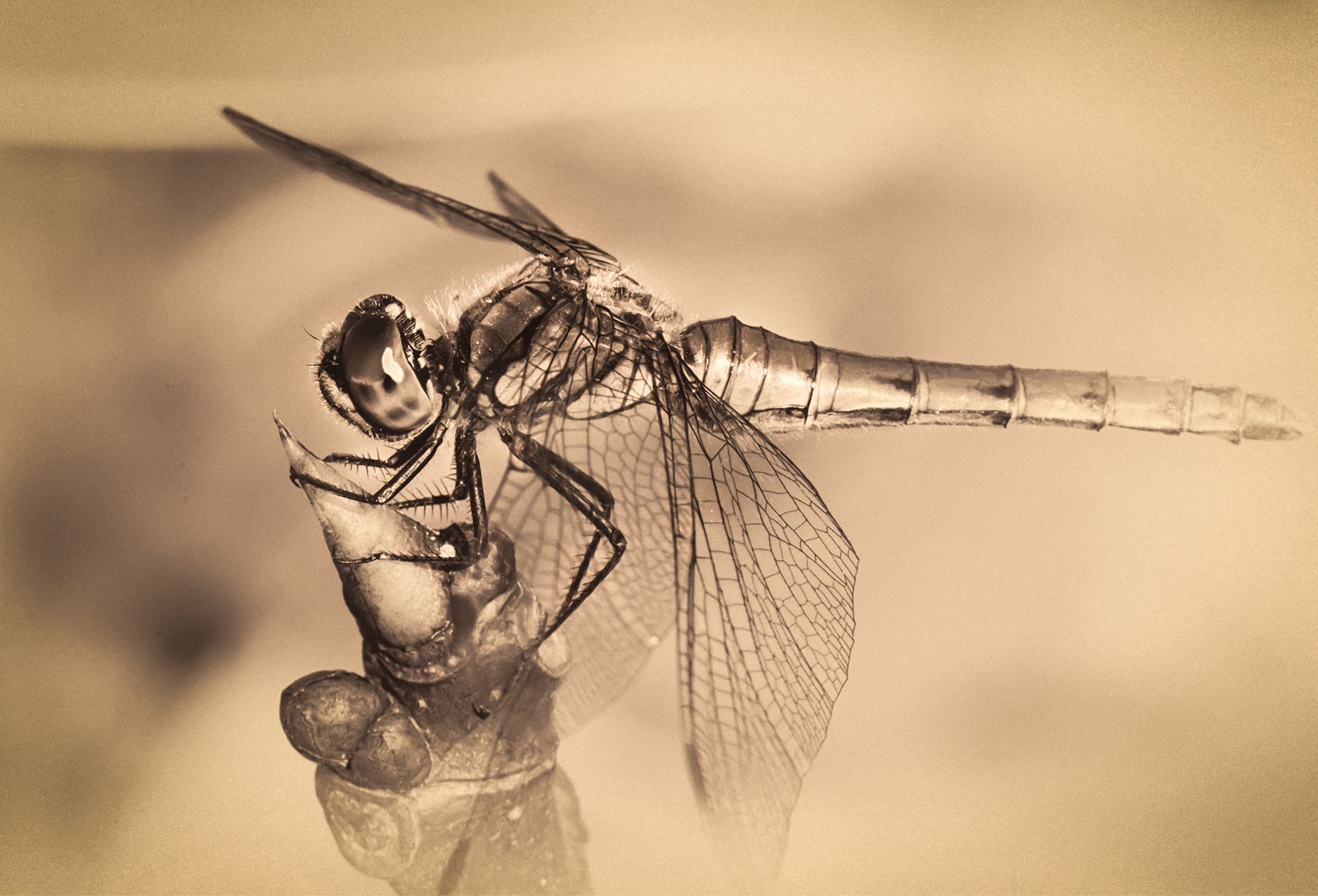 Dragon Fly