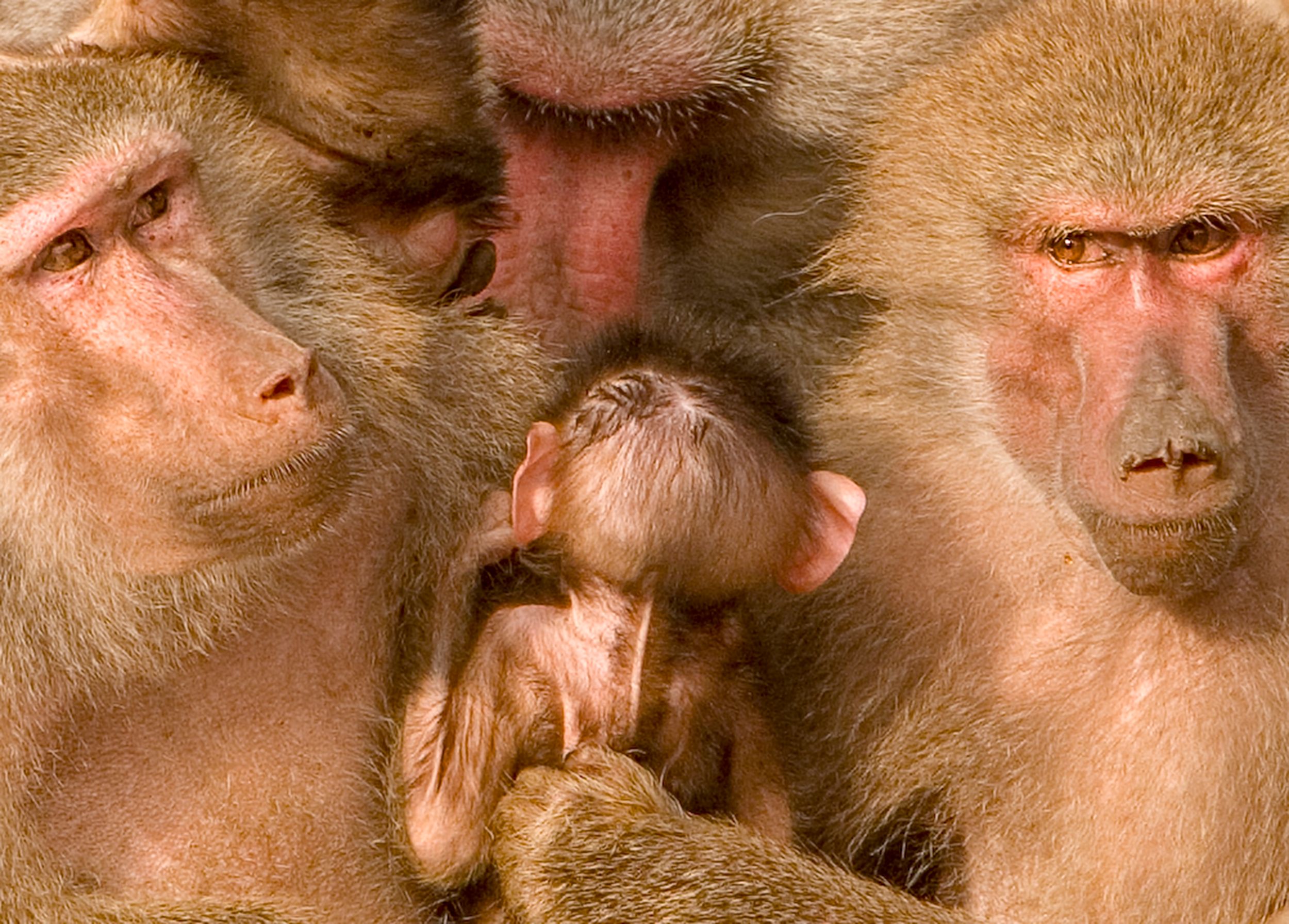 Baboon Family