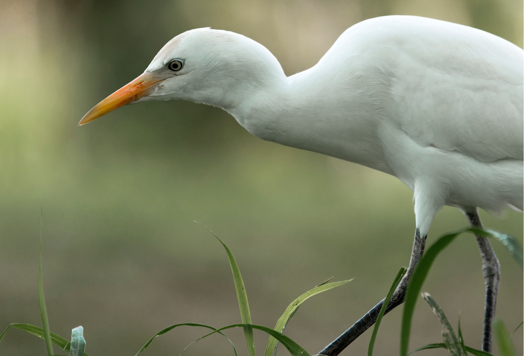 Egret