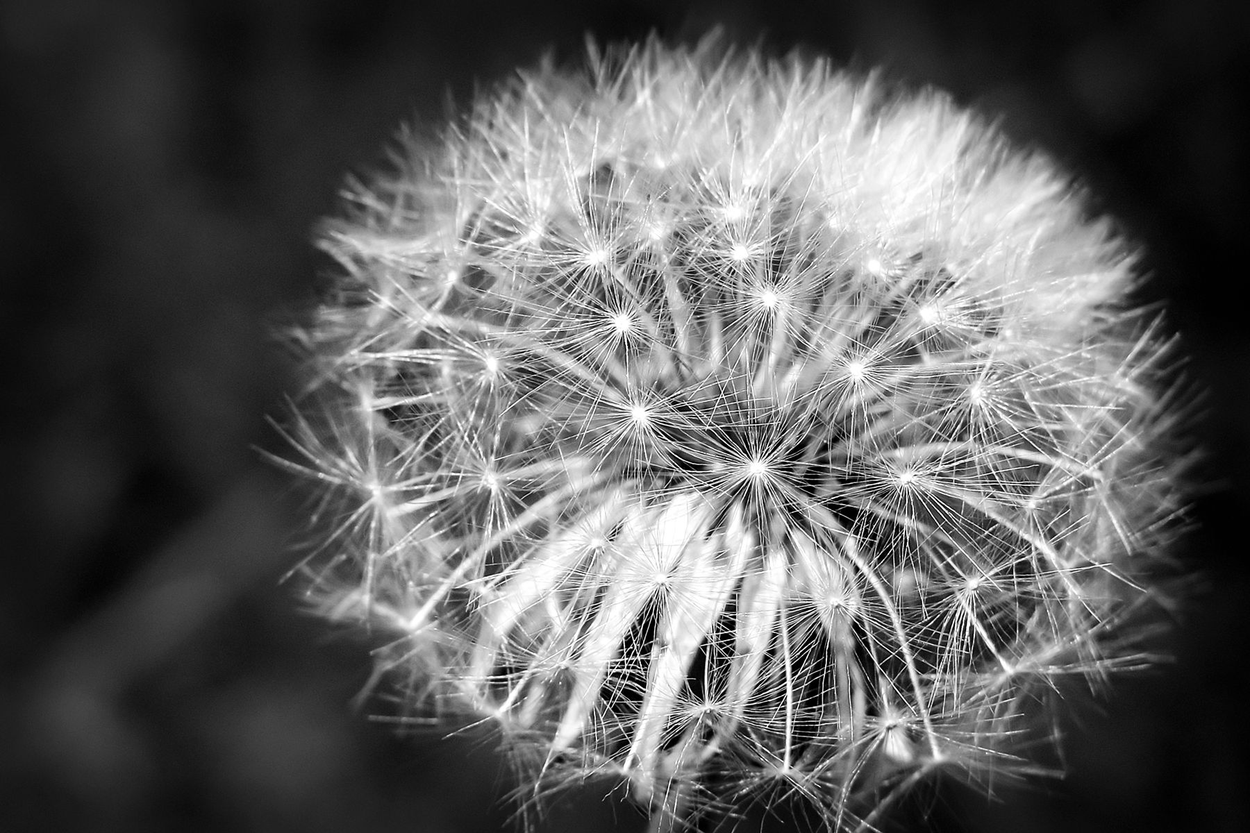 Dandelion