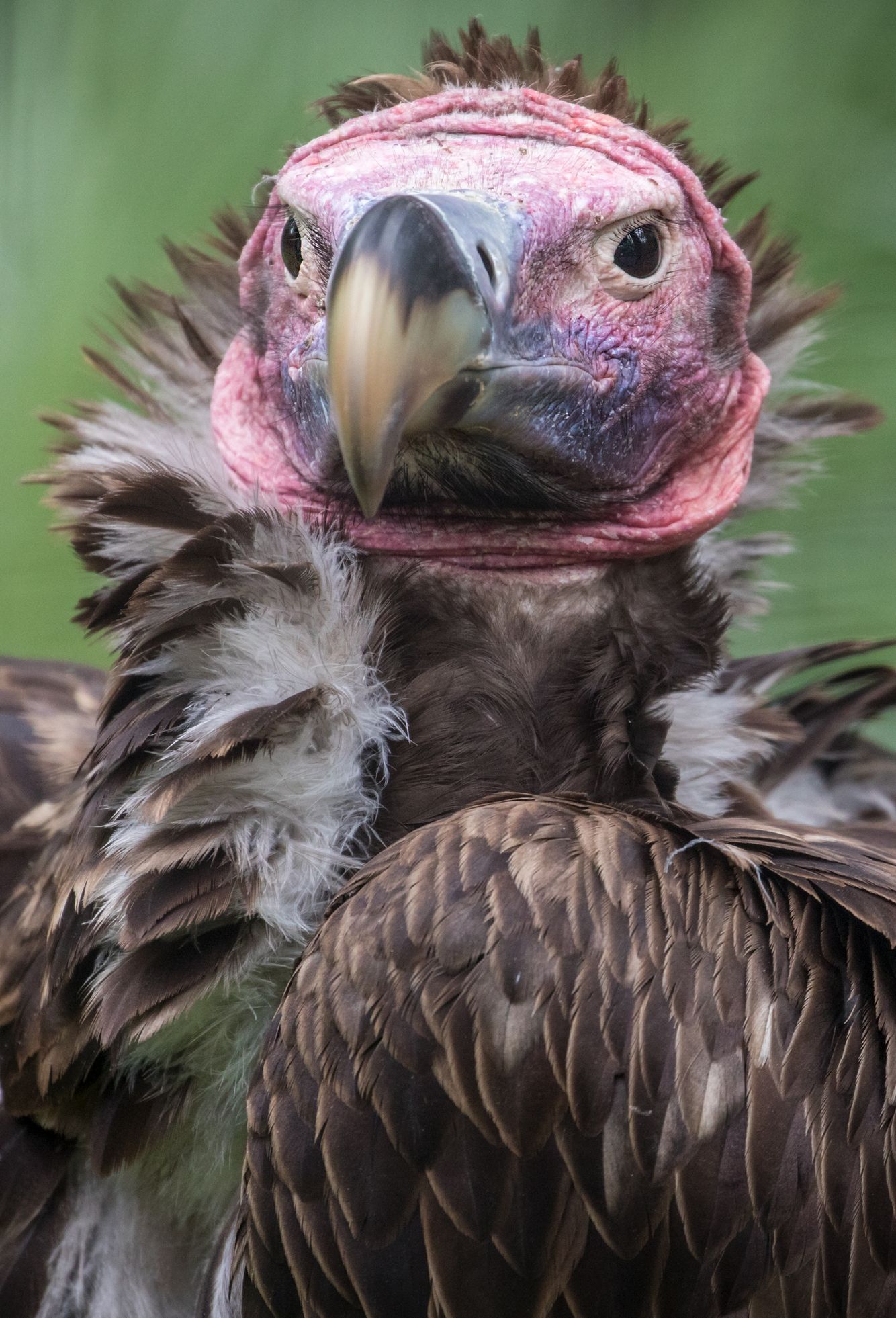 Lappet-Faced Vulture