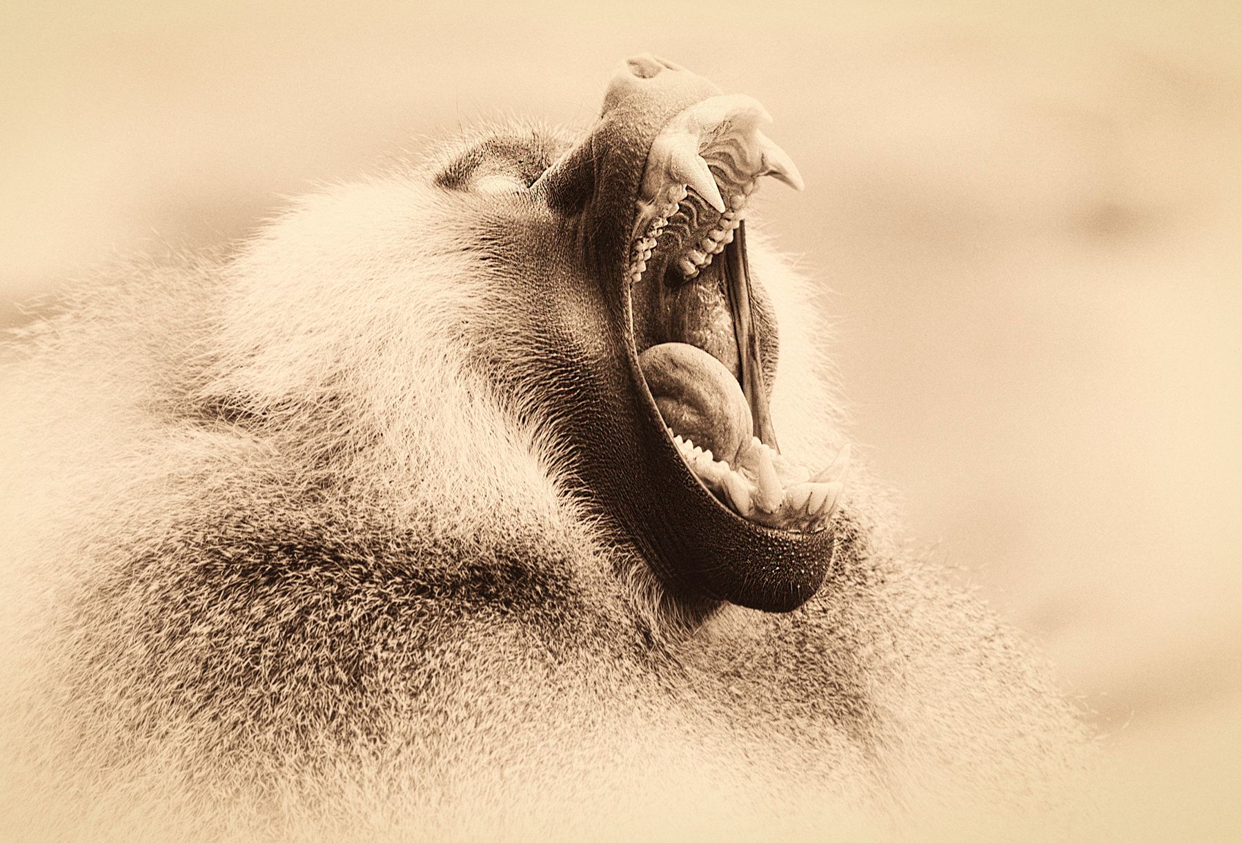 Hamadryas Baboon