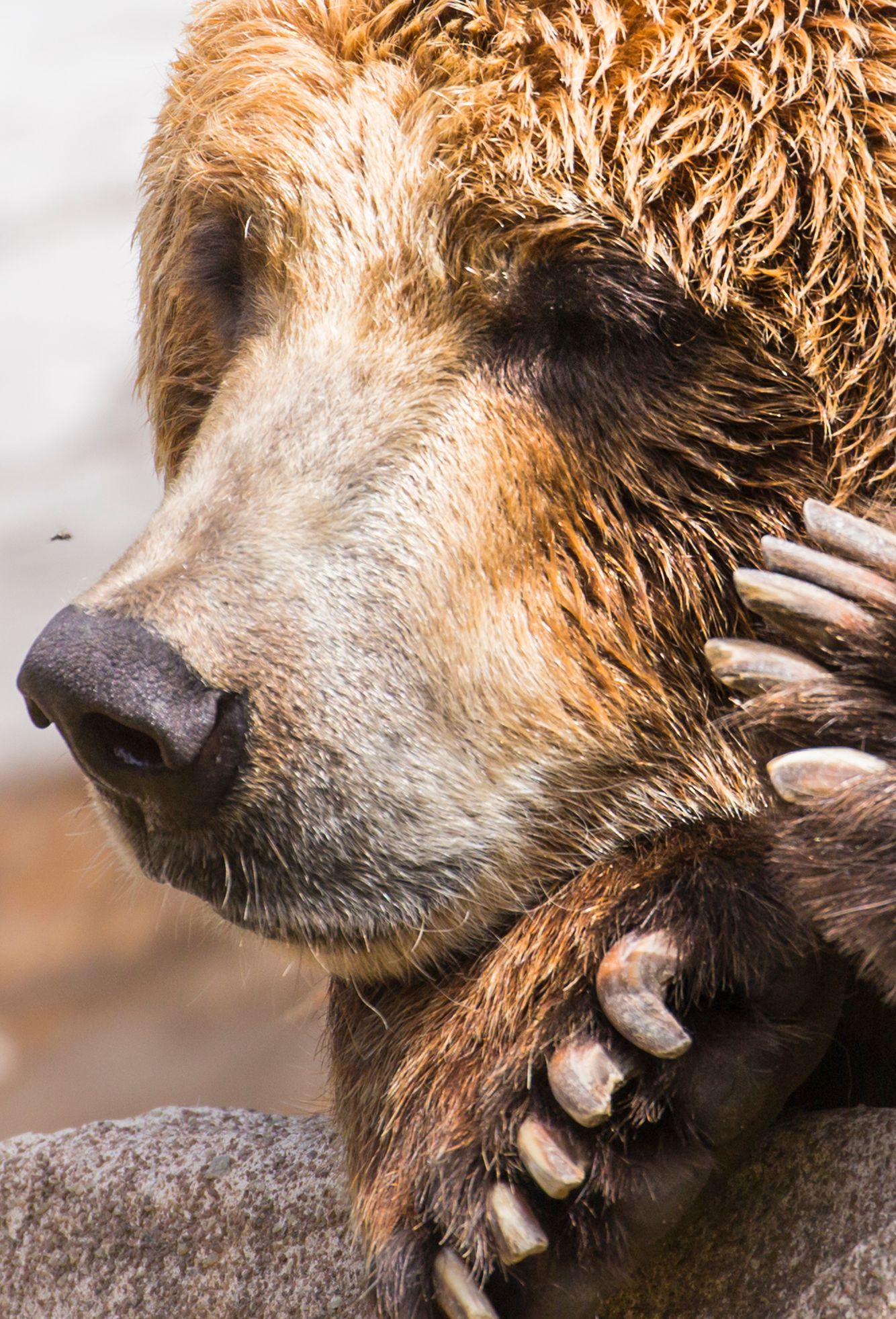 Brown Bear