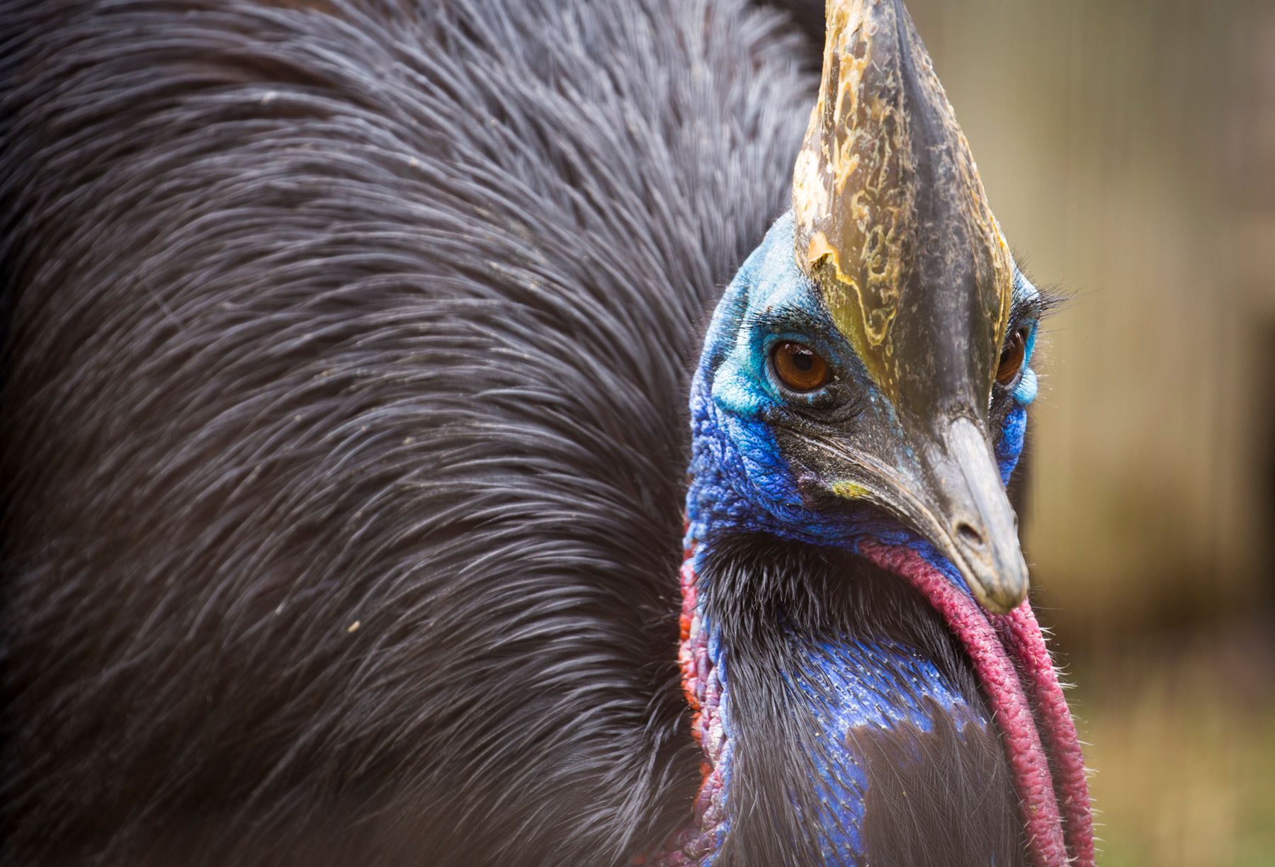 Double-Wattled Cassorary