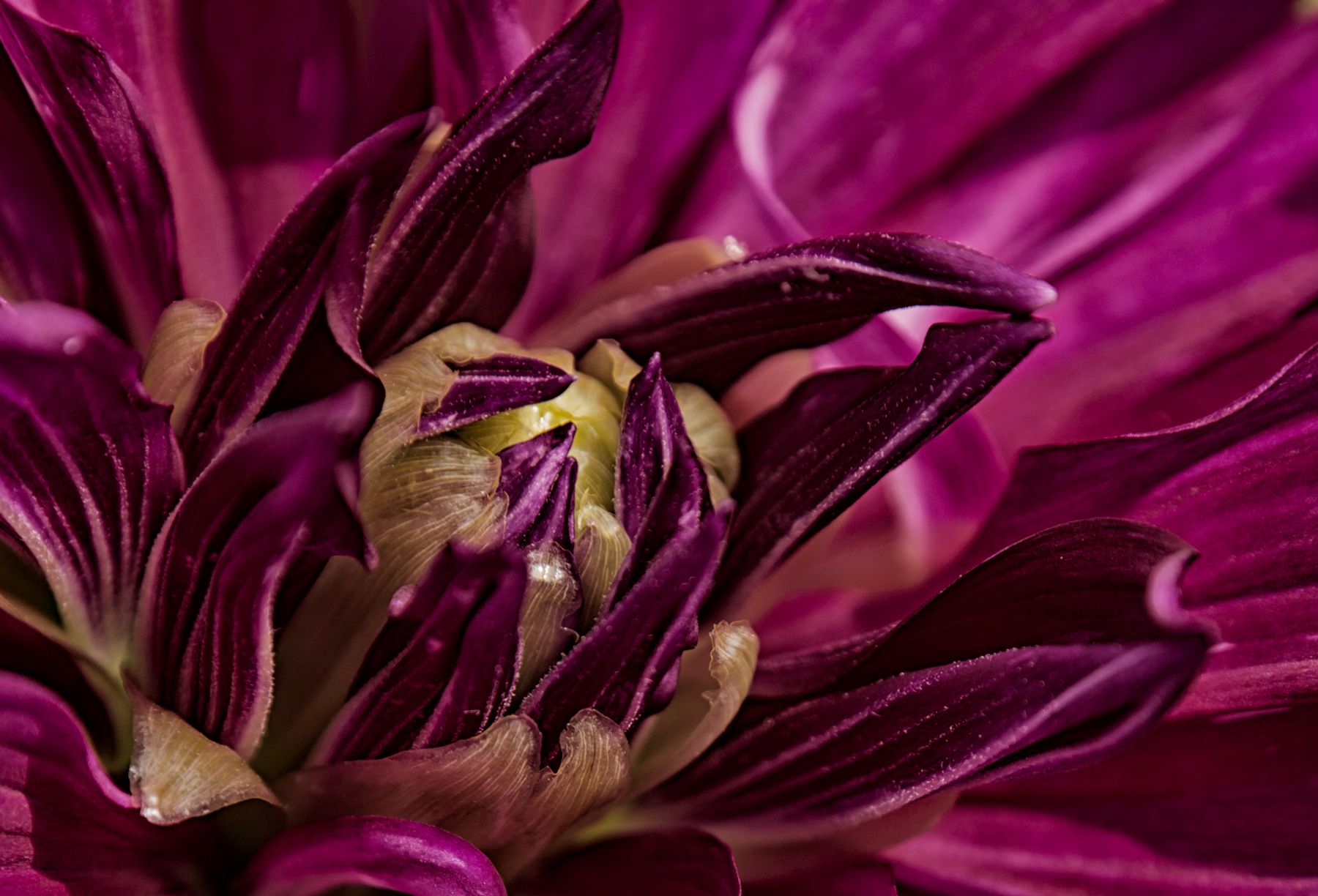 Istanbul Flower