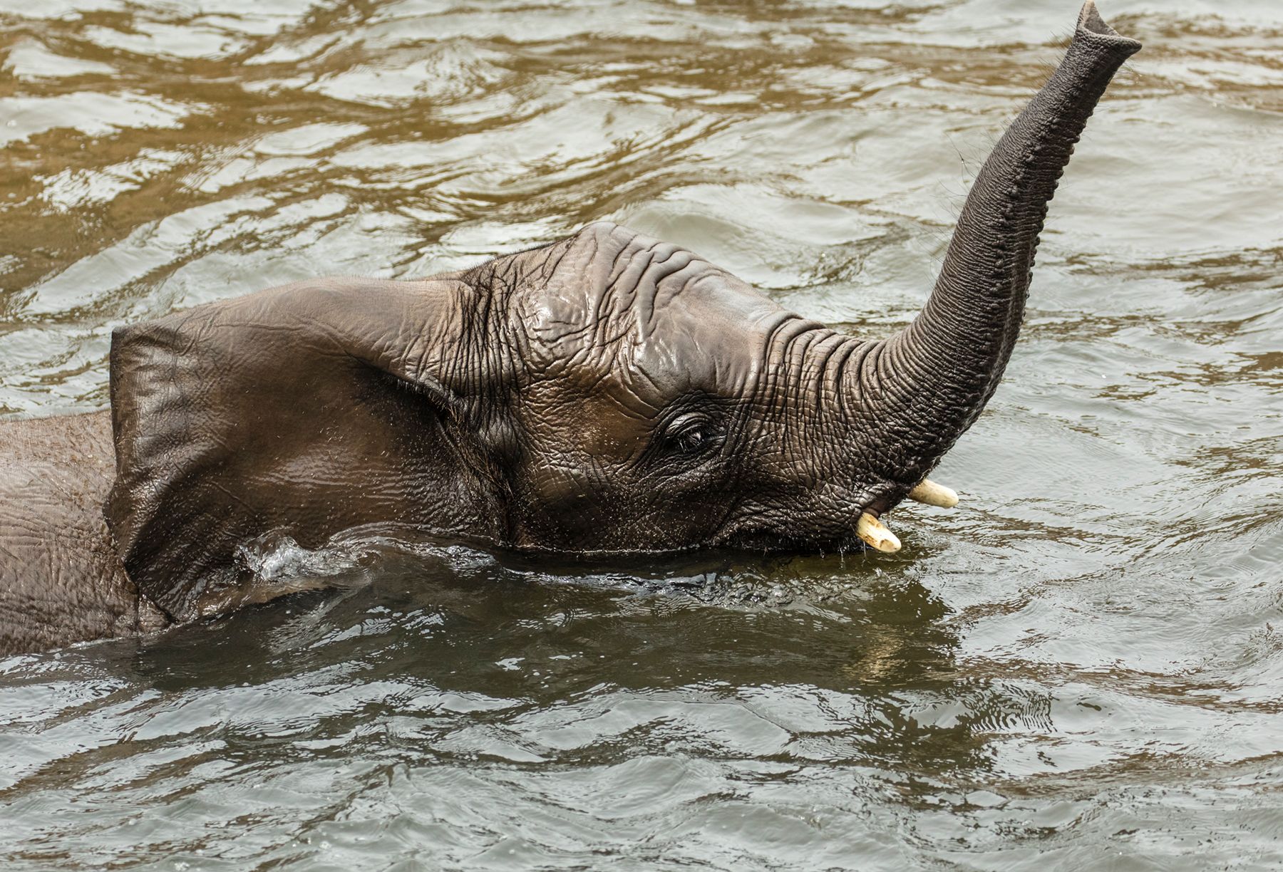 Young Elephant Bathing