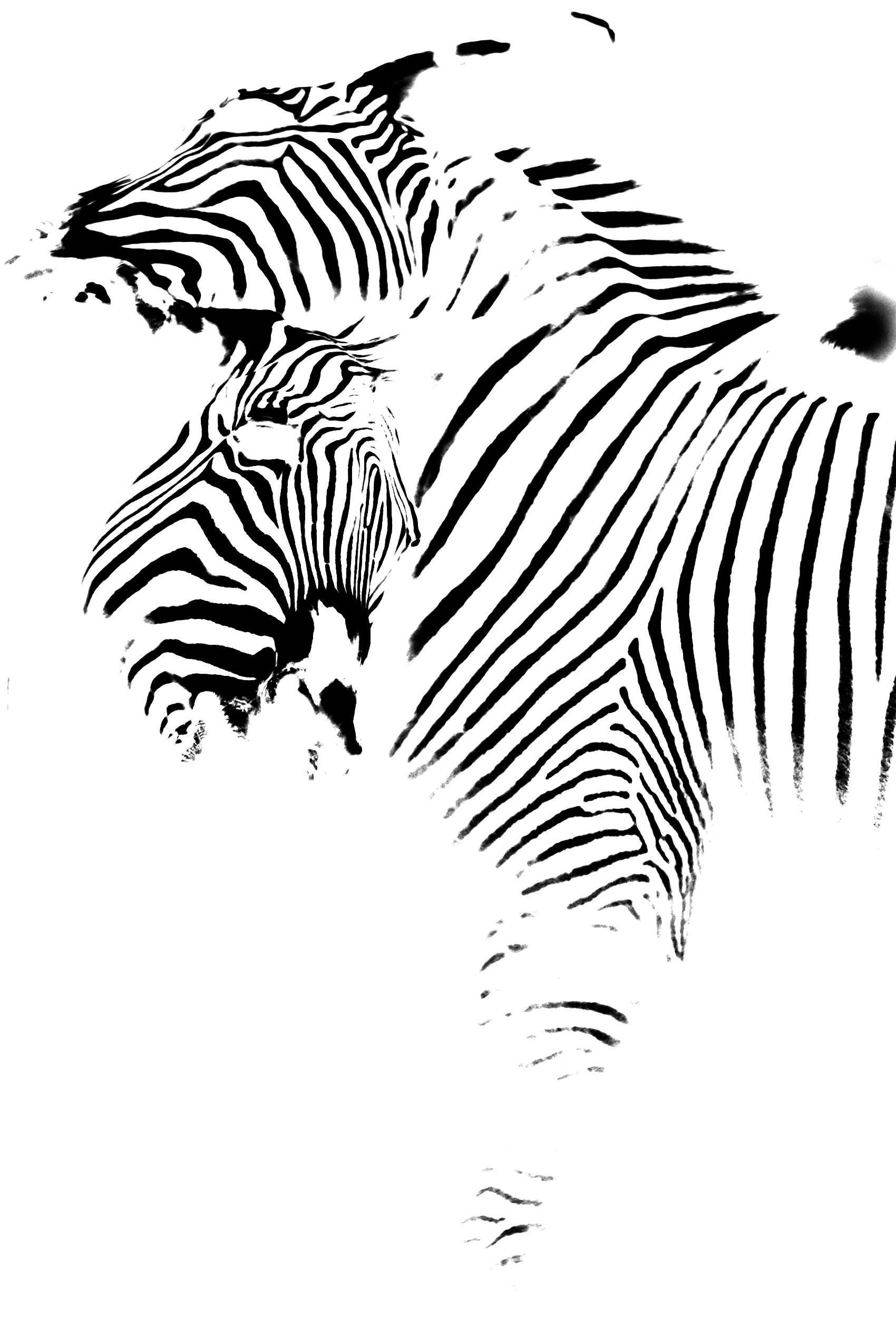 Zebras Playing