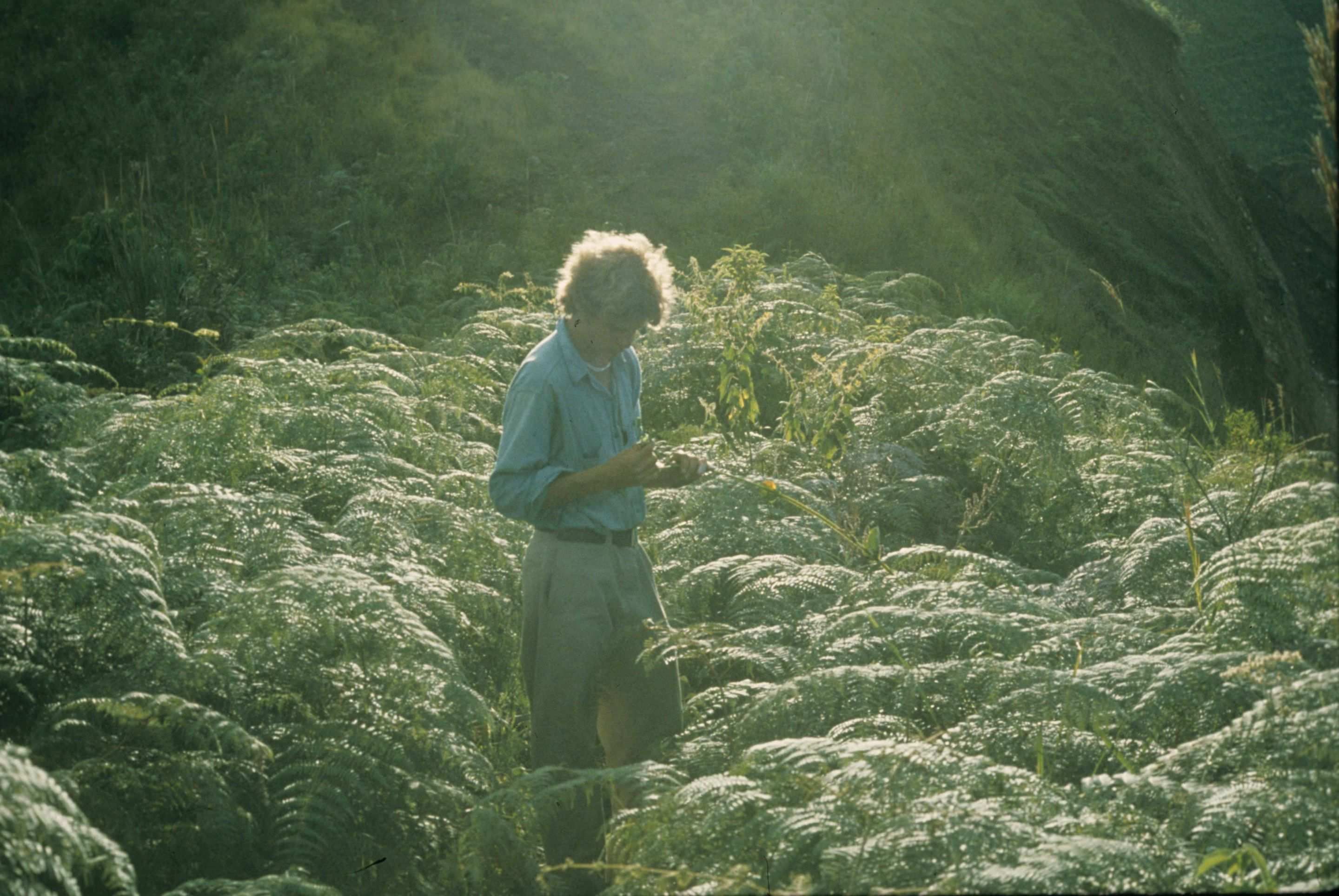 1gryphon_scan__wade_forest