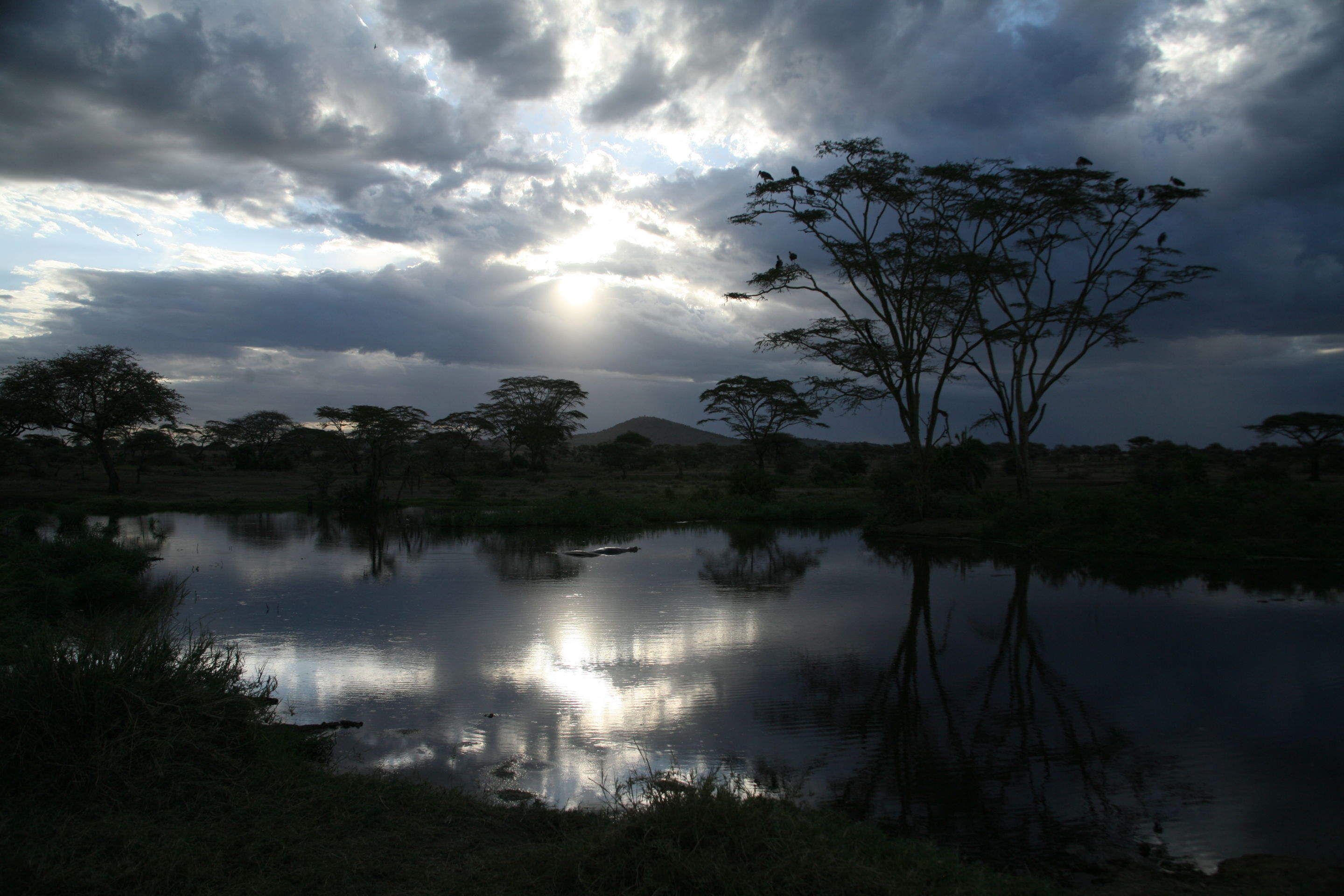 1img_4627_copy_maribou_craines_and_hippos__serengeti_tanzaniajpg