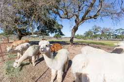 Ranch-Farm 19-39.jpg