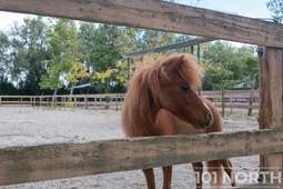 Equestrian 02-48.jpg