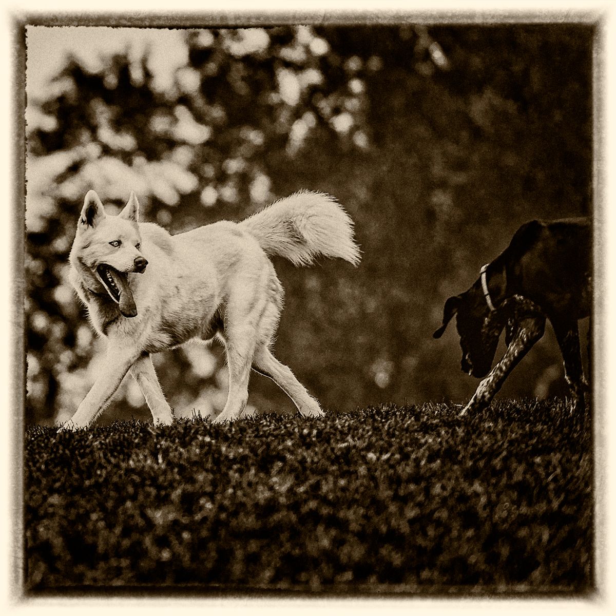 wolf 2.jpg