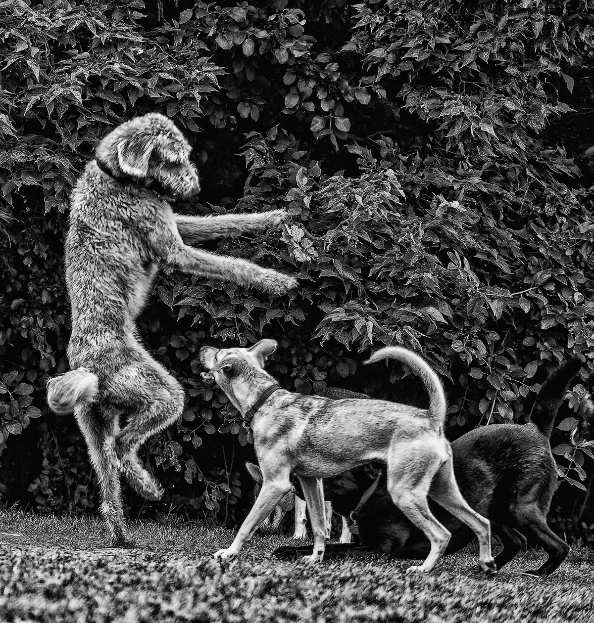 dog dance1 copy.jpg