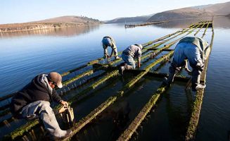 controversy surrounding the drakes bay oyster farm.