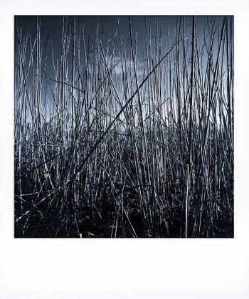 Visual notes from the North York Moors, UK. Solitude to Birdsong