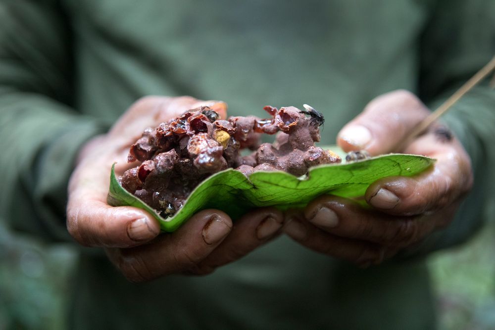 Lëyu Korubo holding the wild honey that they found during FUNAI the expedition within the Vale do Javari. Amazon