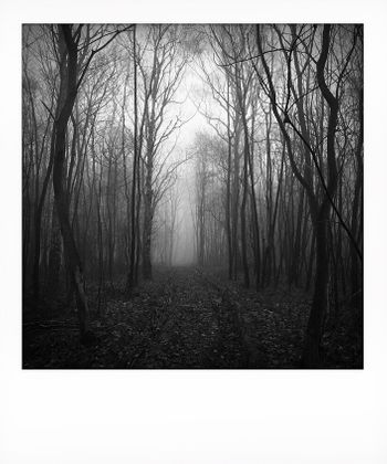 Visual notes from The North York Moors, UK. Solitude to Birdsong.