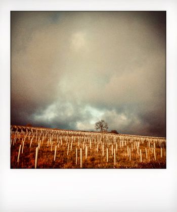 Visual note from the North York Moors, UK. Solitude to Birdsong