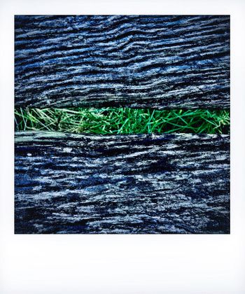 Visual notes from the North York Moors, UK. Solitude to Birdsong