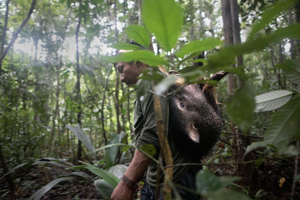 Lëyu Korubo carrying a hunted Wild Bore after a days trekking in the area looking for signs of uncontacted people. Amazon
