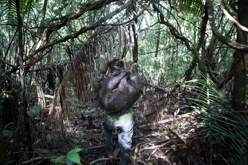 During the FUNAI expedition food was hunted throughout the trip. A wild Bore was spotted feeding in a small ditch. It was shot, carried to that evenings camp and prepared for cooking. Takvan Korubu carries the Wild Bore to the evenings camp. Amazon
