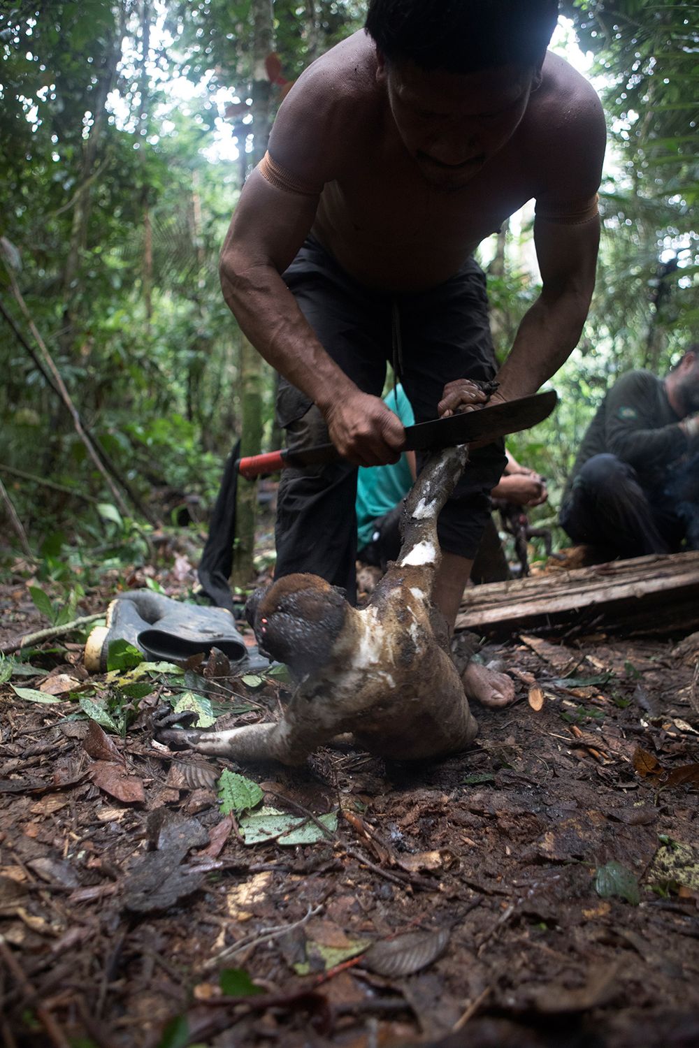 Macaco-Barrigudo's are prepared for cooking during the evenings camp by the Korubo members of the FUNAI team. The monkeys had been hunted earlier that day and are a common food stuff for Korubo people. Amazon