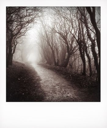 Visual notes from the North York Moors, UK. Solitide to Birdsong.
