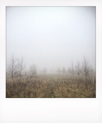 Visual notes from the North york Moors, UK. Solitude to Birdsong.