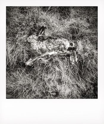 Visual notes from the North York Moors, UK. Solitude to Birdsong