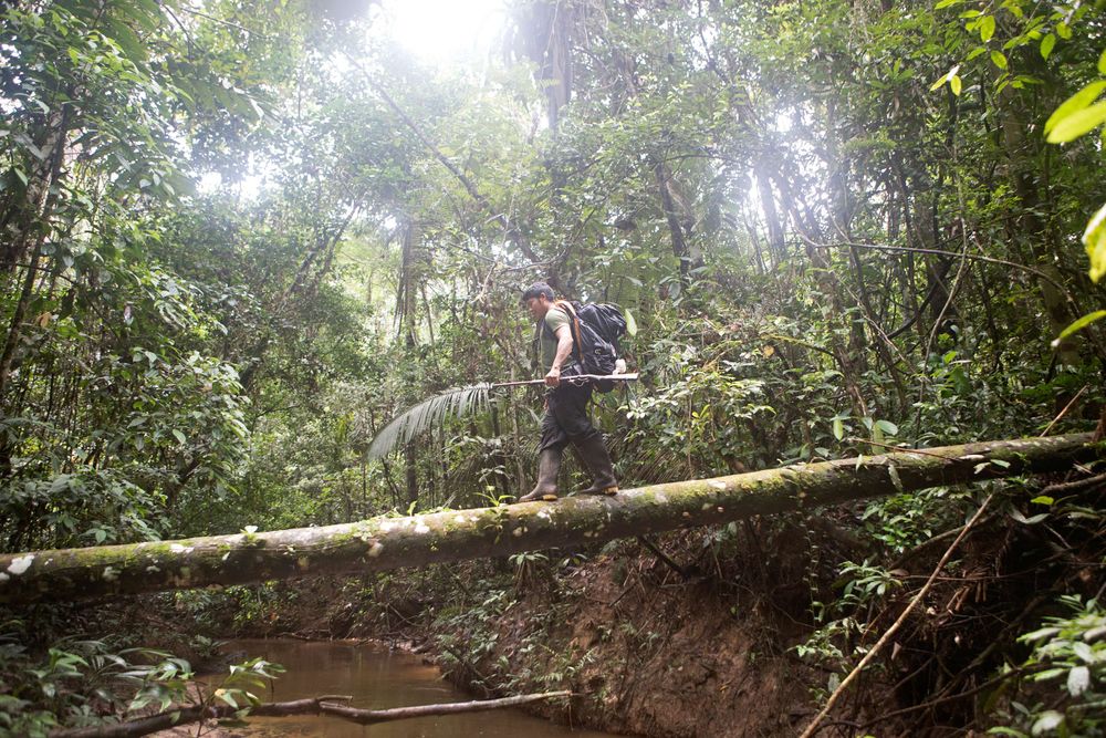 Josimar Marubo one of the expedition team members and person who spotted the first evidence of uncontacted people moving through the area. His village had been raided in the previous month ( March 2018), by two uncontacted men. They stole machetes and food from the village. Amazon