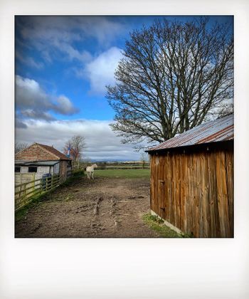 Visual notes from the North York Moors, UK. Solitude to Birdsong