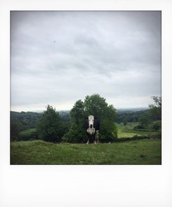 Visual notes from the North York Moors, UK. Solitude to Birdsong