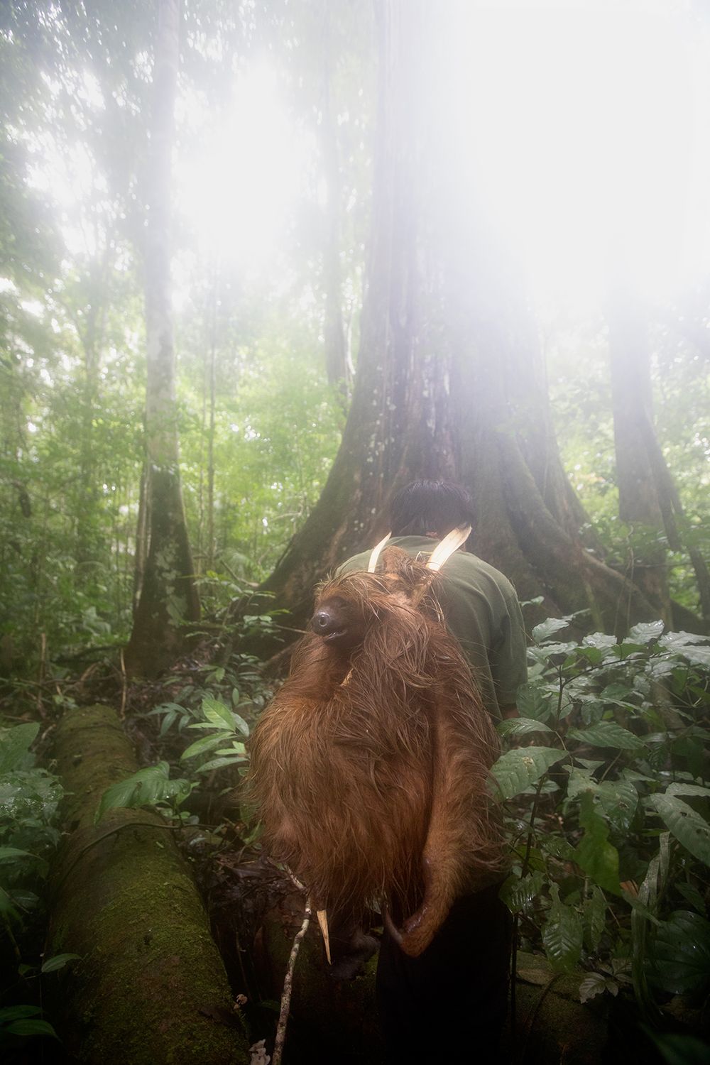 Young Korubo boy Xikxuvo Vakwë carrying a hunted Sloth towards the evening camp during FUNAI's expedition through the Vale do Javari. Amazon