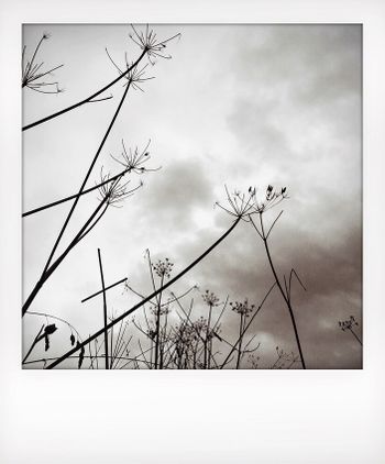 Visual notes from the North York Moors, UK. Solitude to Birdsong.
