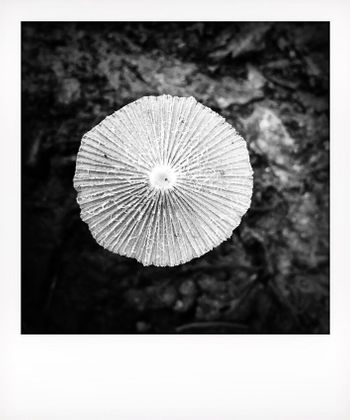 Visual notes from the North York Moors, UK. Solitude to Birdsong.