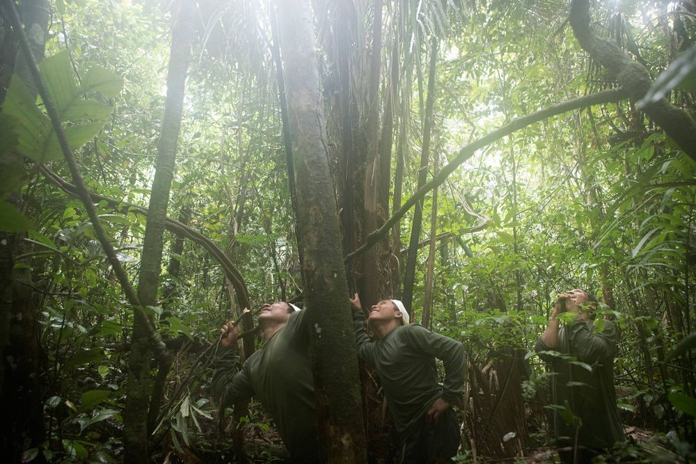 Lëyu Korubo, Seatvo (15) and Korubo chief Takvan Korubo looking at a Sloth in the tree canpoy. The Sloth was shot and killed and later eaten during that evenings camp on FUNAI's expedition through within the Vale do Javari. Amazon