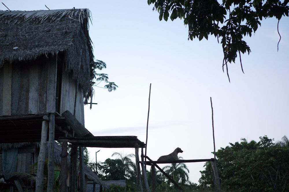 The Marubo village of Rio Novo. Dogs are kept as pet but also serve as a useful alarm about intruders. Amazon