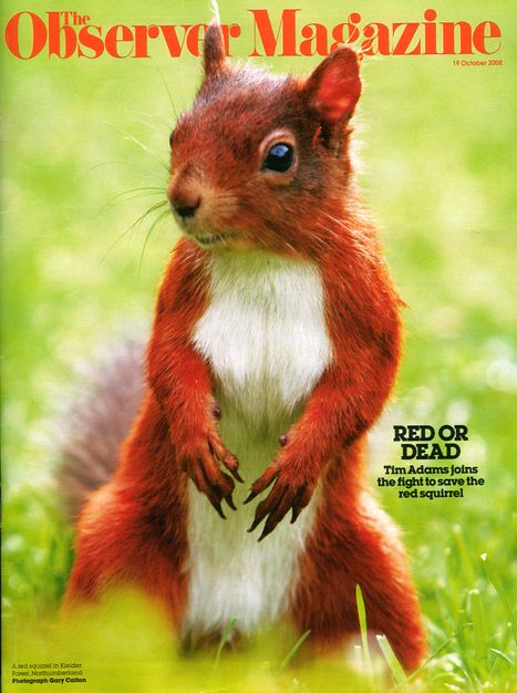 Saving the Red Squirrel for The Observer Magazine.