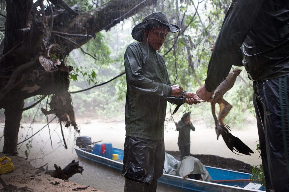 Funai official and FUNAI expedition leader Bruno Pereira plucks a bird with young Korubo boy Seatvo. The expedition team had travelled up the Rio Sapota hacking their way through fallen trees and travelled the last section in heavy rain before arriving at their expedition starting point. The bird, a Mutum, was spotted and shot along the route. Amazon