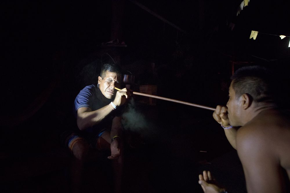 An traditional Indigenous practice of snorting tabacco. The tabacco in placed into the tube and blown into the nostrils by a partner. Alsino Marubo blows tabacco into Carlos Marubo. Rio Novo. Amazon