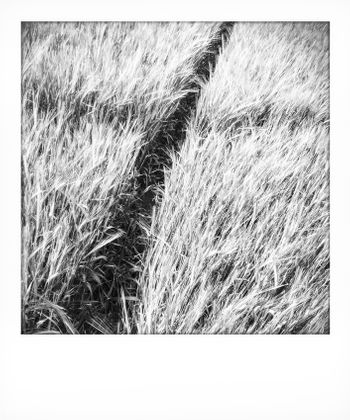 Visual notes from the North York Moors, UK. Solitude to Birdsong.
