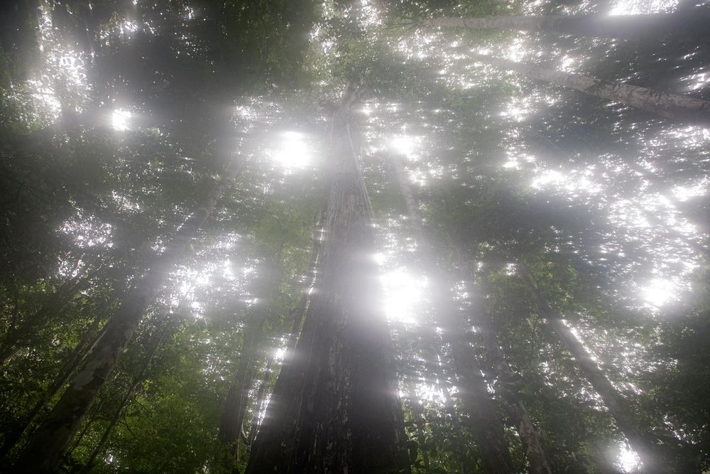 Amazon tree canopy. Amazon