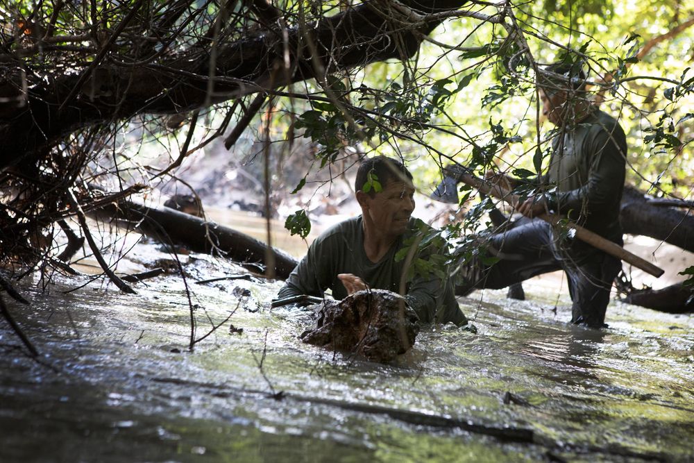 Marcir Ferreira (49) helps clear the Rio Sapota from fallen trees which were obstructing the passage up Rio Sapota and the start of the FUNAI expedition tracing the movements of uncontacted people within the area. Amazon