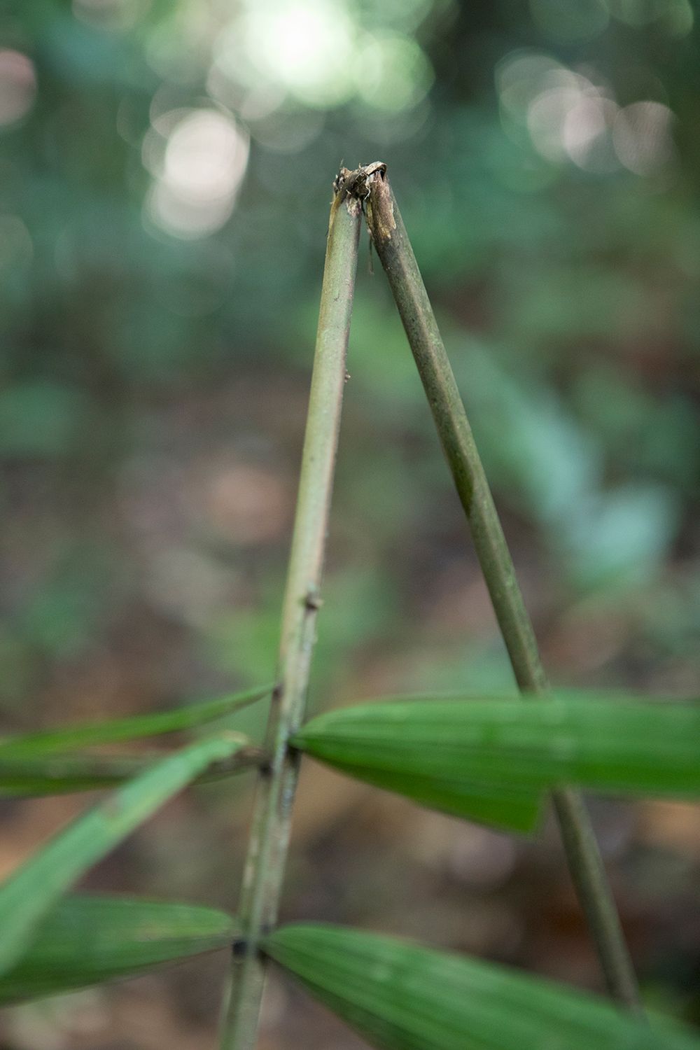 1/2 hours into the first days trek Josimar Marubo spotted two pieces of foliage that had been marked and turned over in order to mark a route through the area. Thought to be one month old this evidence was documented by the FUNAI team and was evidence supporting the presence and recent movement of uncontacted people through the area. Amazon