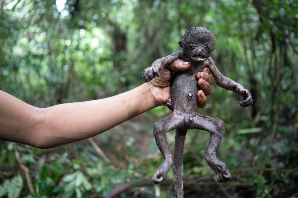A young Macaco-Barrigudo is prepared for cooking during the evenings camp by the Korubo members of the FUNAI team. The monkeys had been hunted earlier that day and are a common food stuff for Korubo people. Amazon